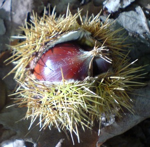 Sweet Chestnut from Oxleas Woods