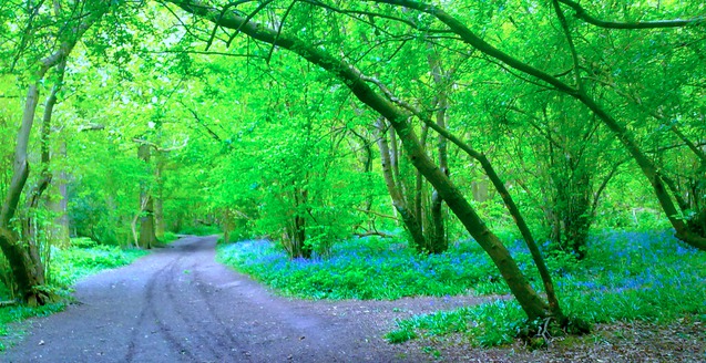 Oxleas Wood Bluebells