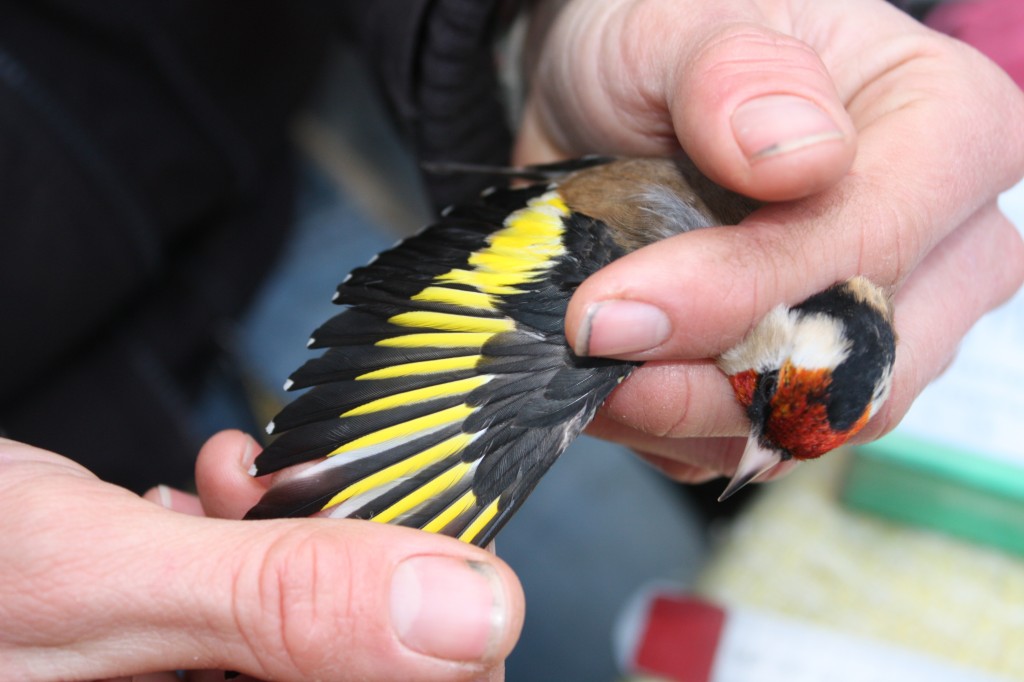 Checking the wing feathers of a Goldfinch at Woodlands Farm