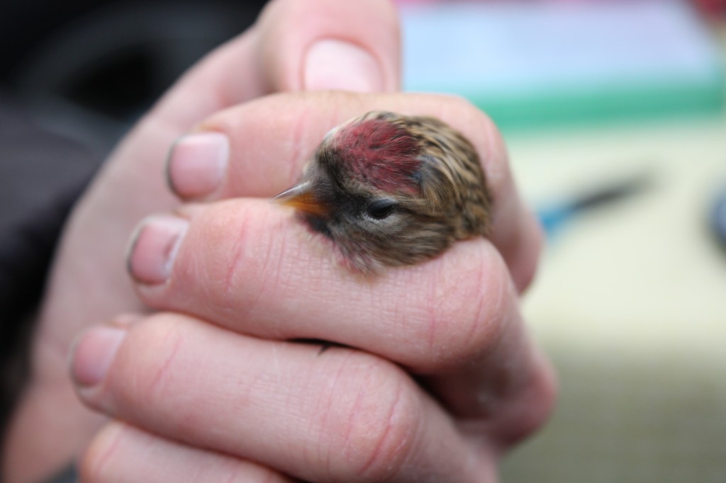 Red Poll being ringed at Woodlands Farm