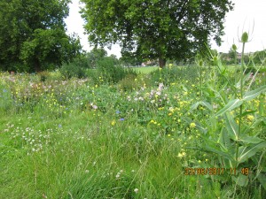 Wildflower Meadow at Peckham Rye Park