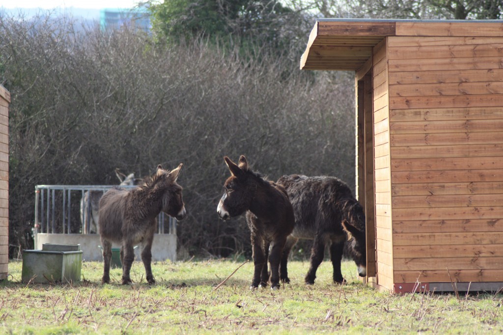 Blackheath Donkeys in their new home