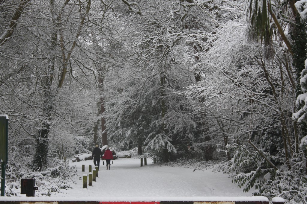 Oxleas Woods snow scene