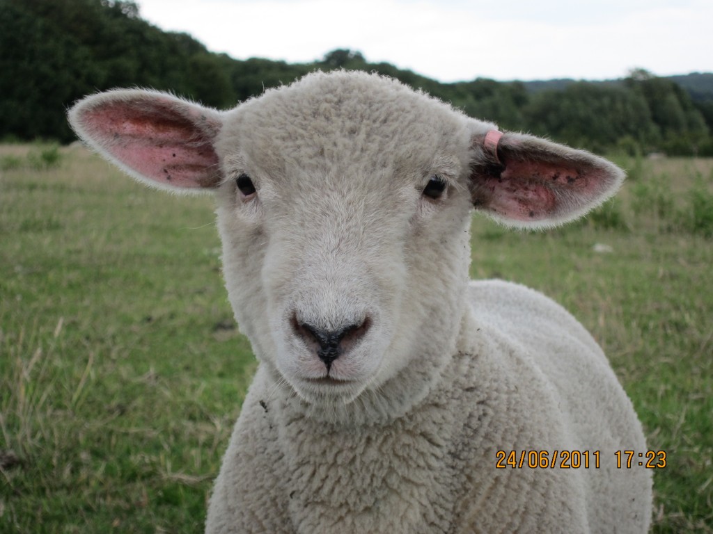 Lleyn sheep at Woodlands Farm