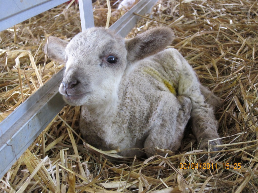 Lamb at Woodlands Farm