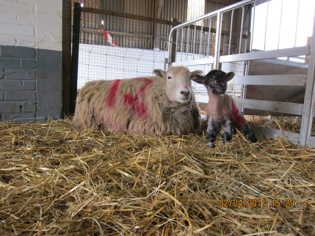 Lamb and its mother at Woodlands farm