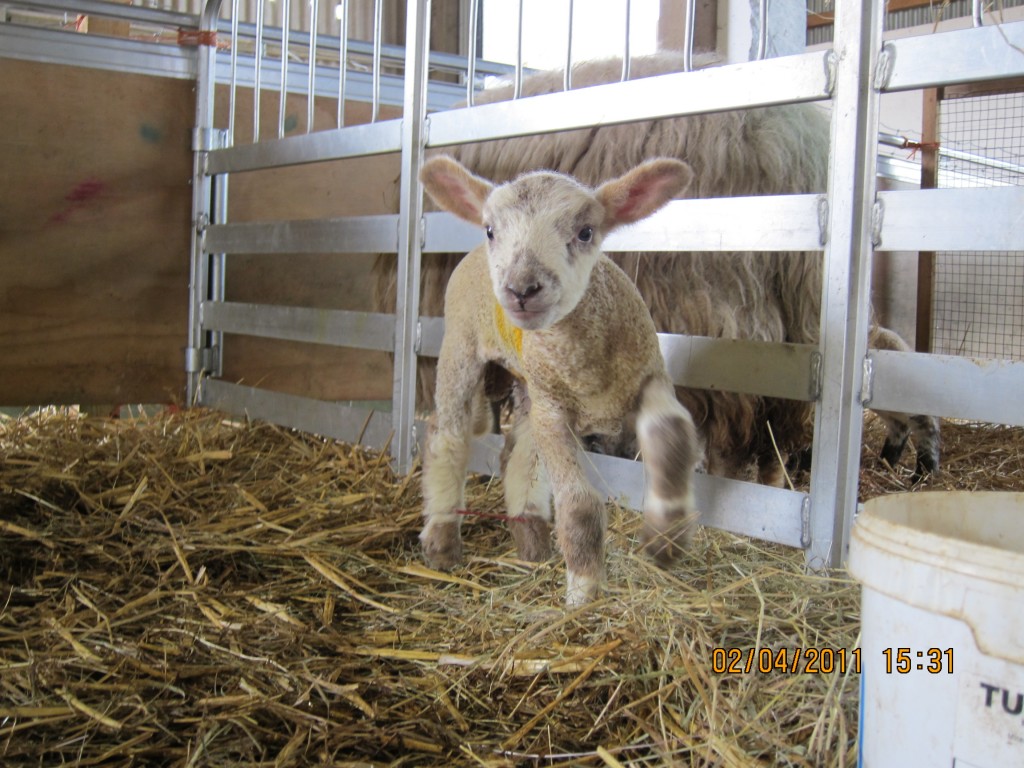 Lamb at Woodlands Farm