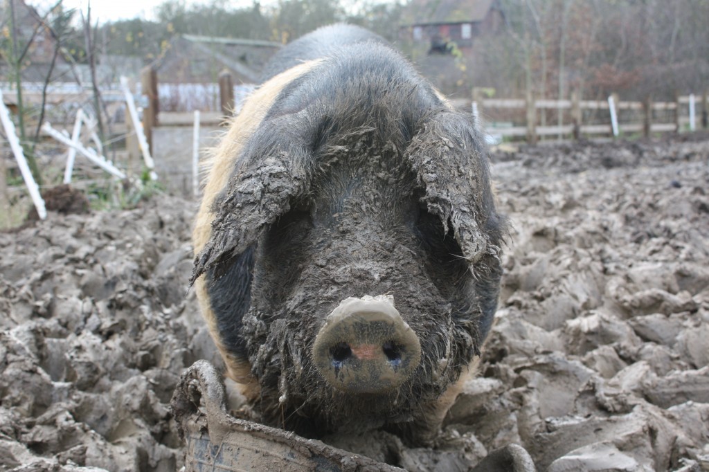 Bluebell the Saddleback pig at Woodlands Farm