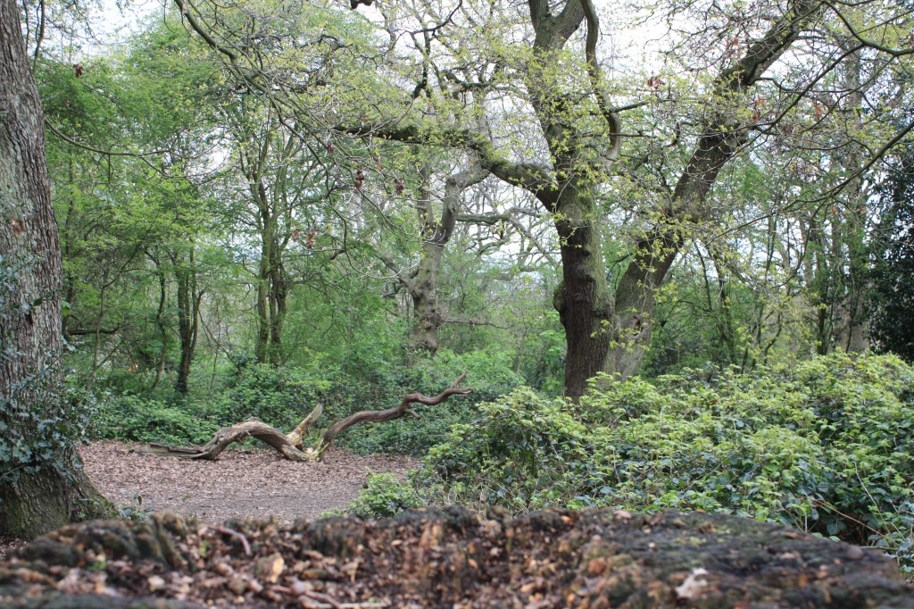 Shrewsbury Park Woods