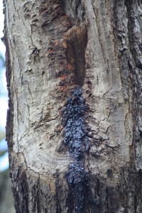 Possible Bat roost hole in Shrewsbury Park tree