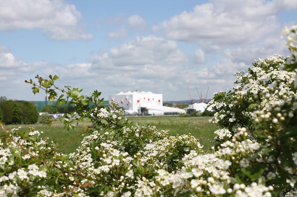 Hawthorn blossom on Woolwich Common with Olympic venue in background