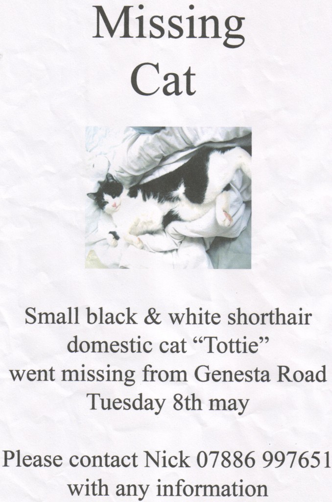 Missing Cat Poster