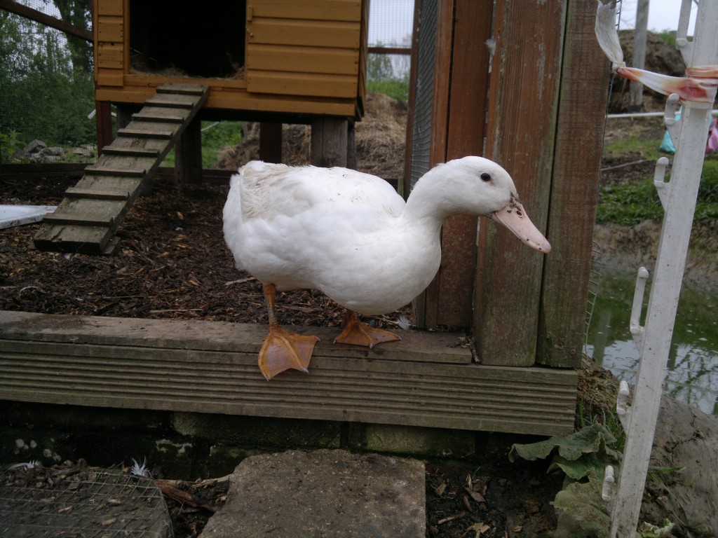 Woodlands Farm Duck