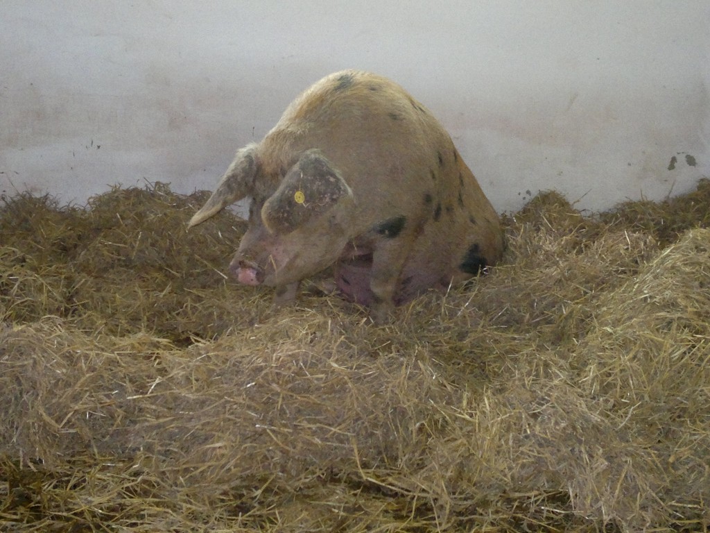 Cynthia, the Oxford Sandy and Black Pig