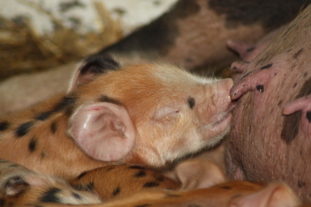 Oxford Sandy and Black Pig piglet feeding