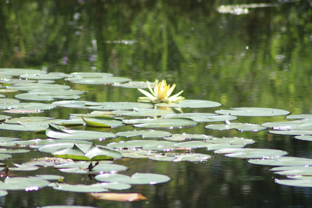 First Lilly flower on Eaglesfield Park Lilly Pond