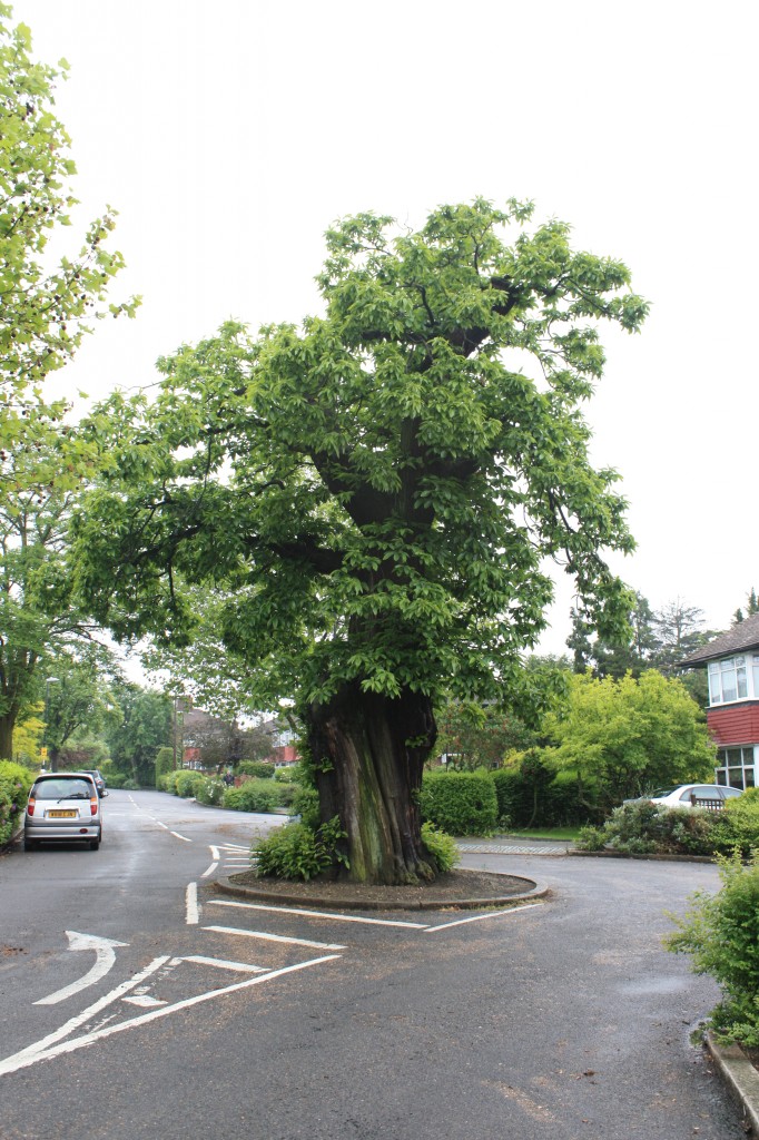 Old Chestnut Tree in Ashridge Cresecent