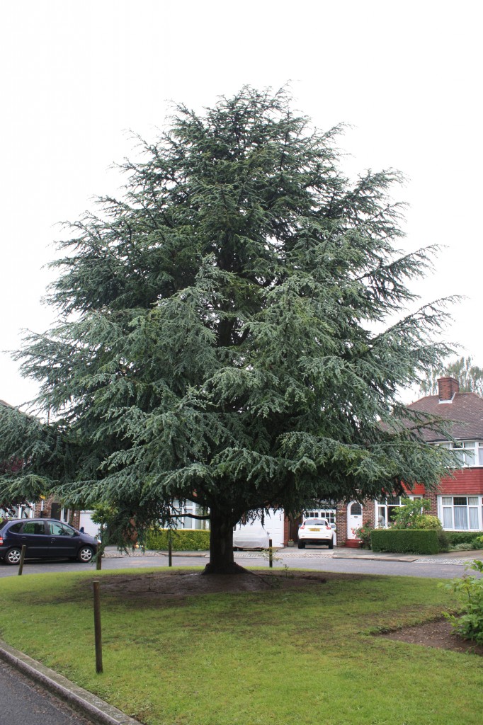 Cedar Tree in Ashridge Crescent