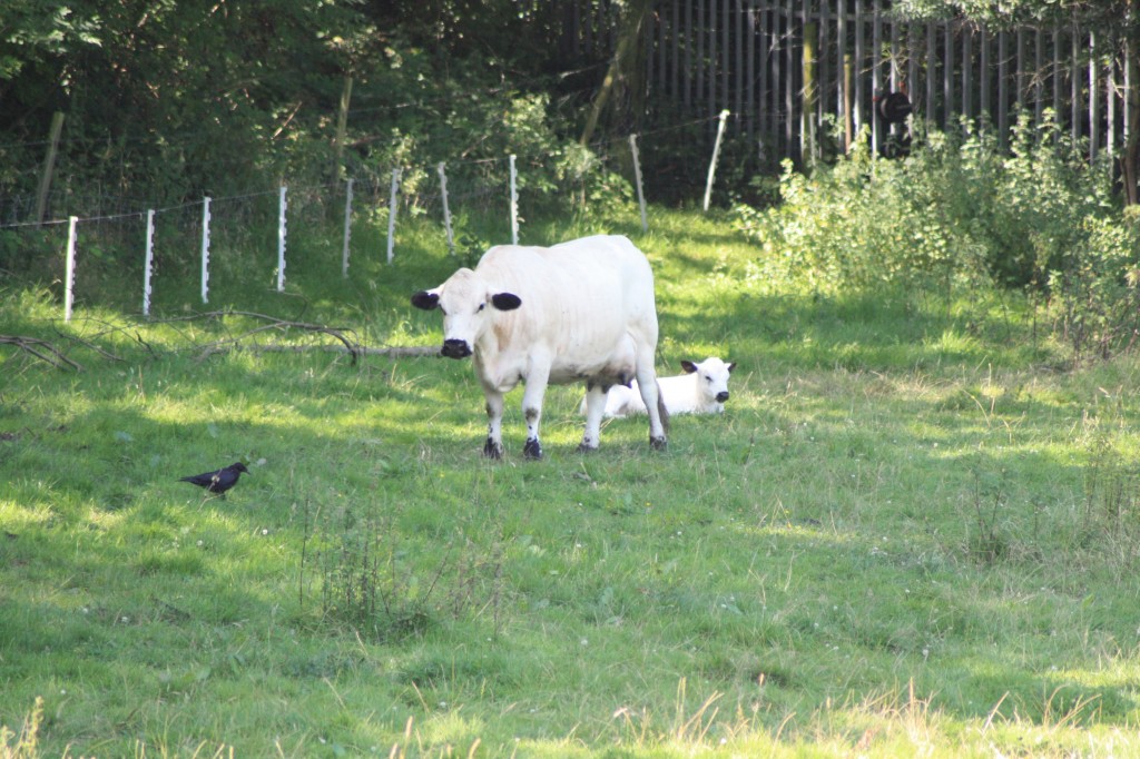 Clover, the British White, and her new calf Olympus