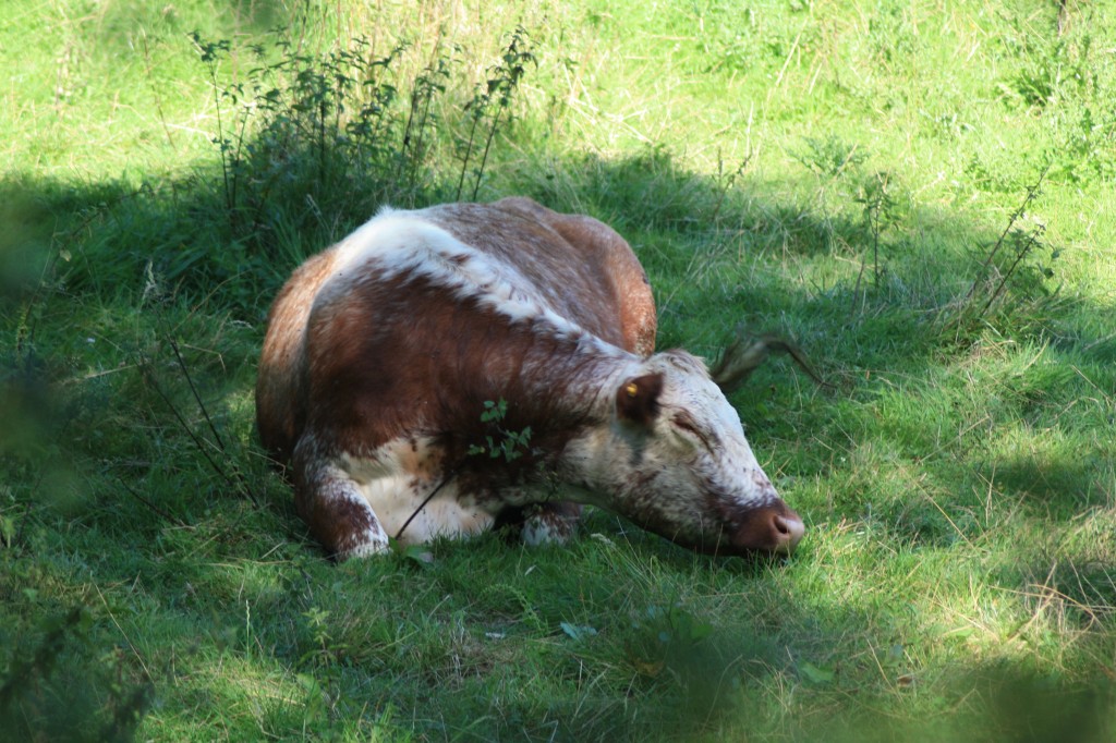 Irish Moiled cow