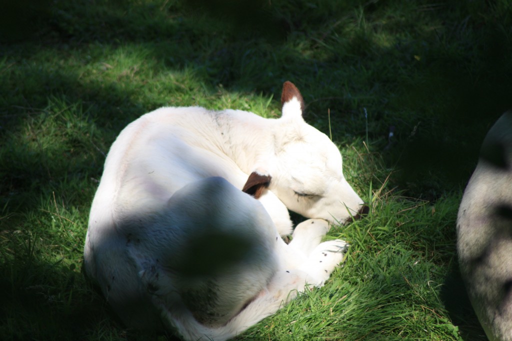 Olympus, newly born British White calf