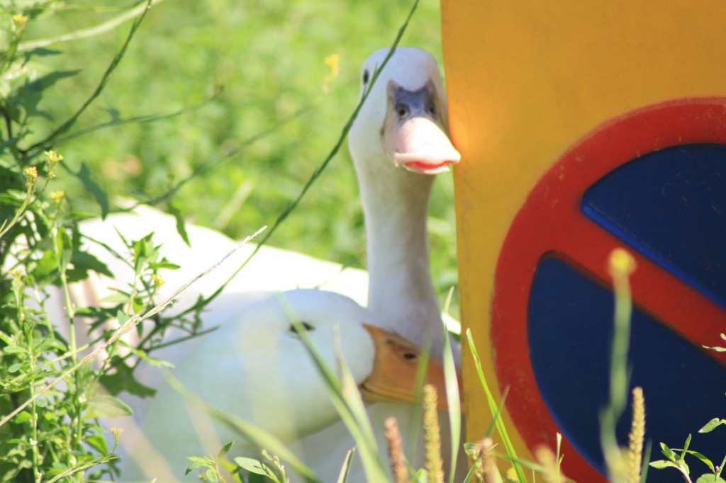 Woodlands Farm Duck 