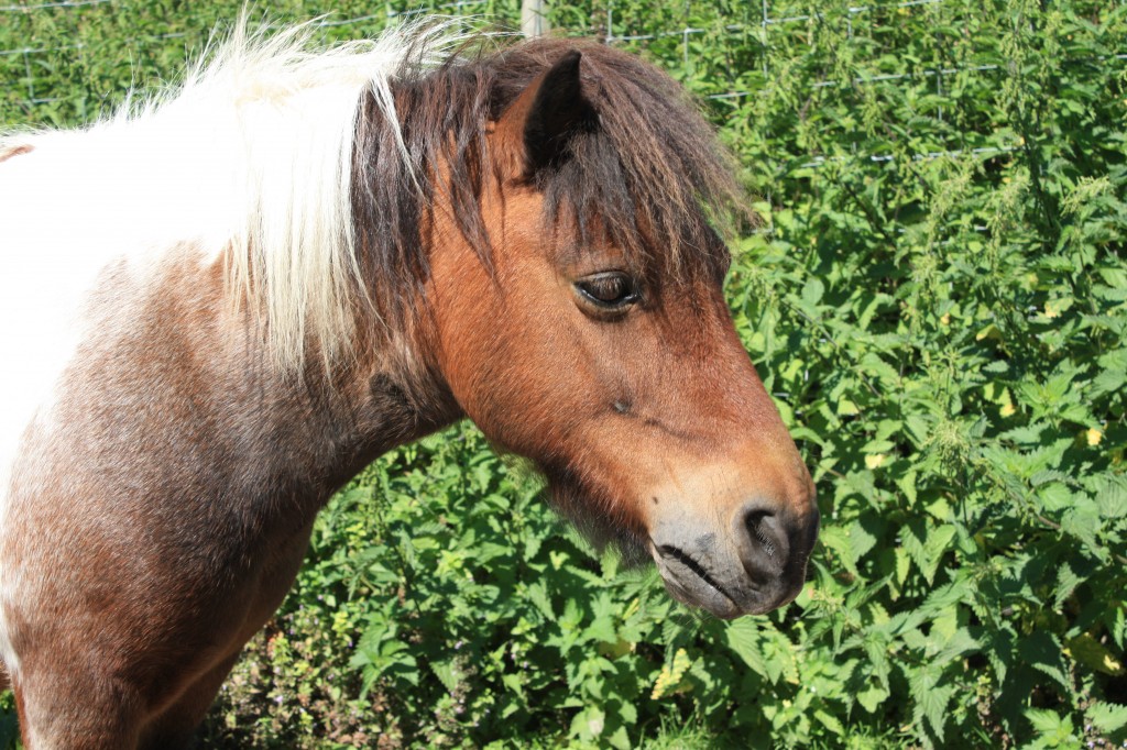 Bob the pony at Woodlands Farm