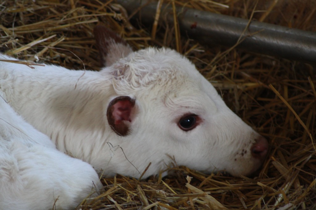 The new calf