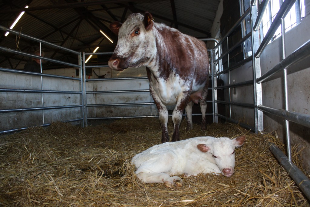 Ennis the Irsh Moiled Cow and her new calf