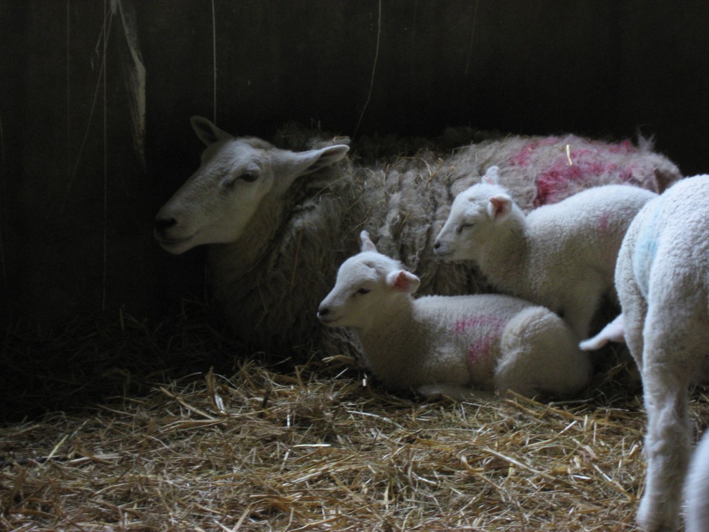 Ewe and Her Lambs at Woodlands Farm