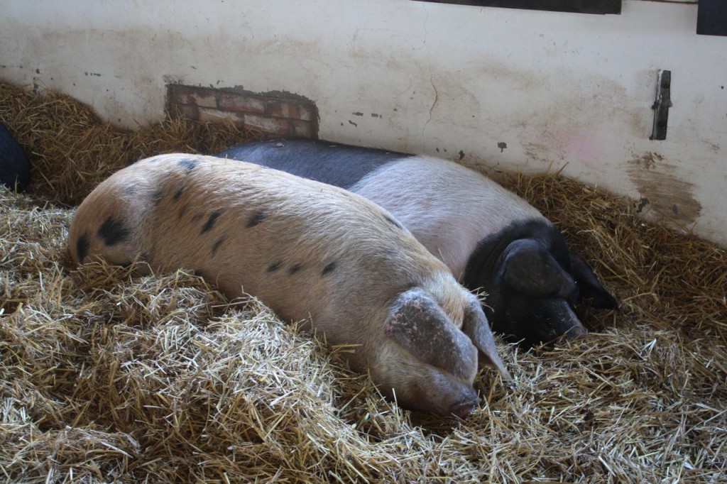 Cynthia and Bella at Woodlands Farm