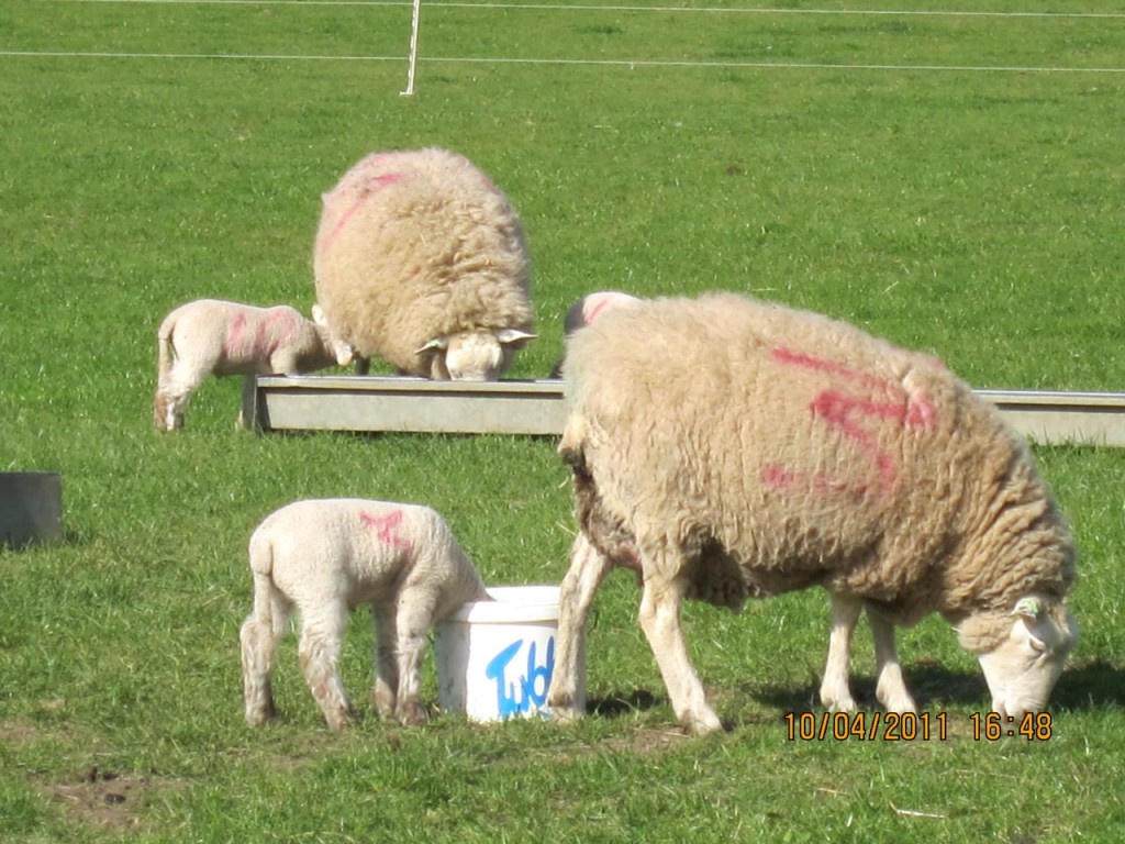 Ewes and their lambs at Woodlands Farm