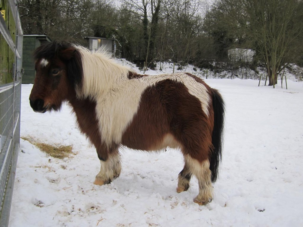 Bob the pony in the snow