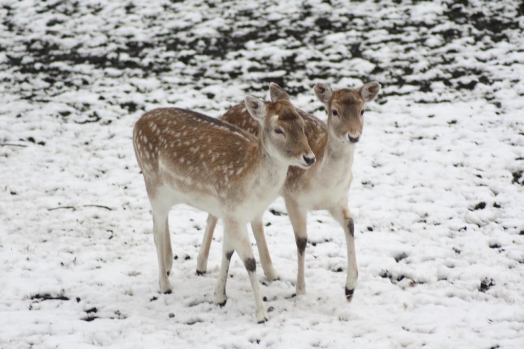 Deer at Maryon Wilson Park