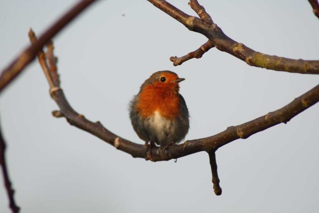  Robin at Woodlands Farm