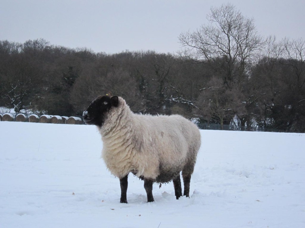 Sheep number 1 in the snow