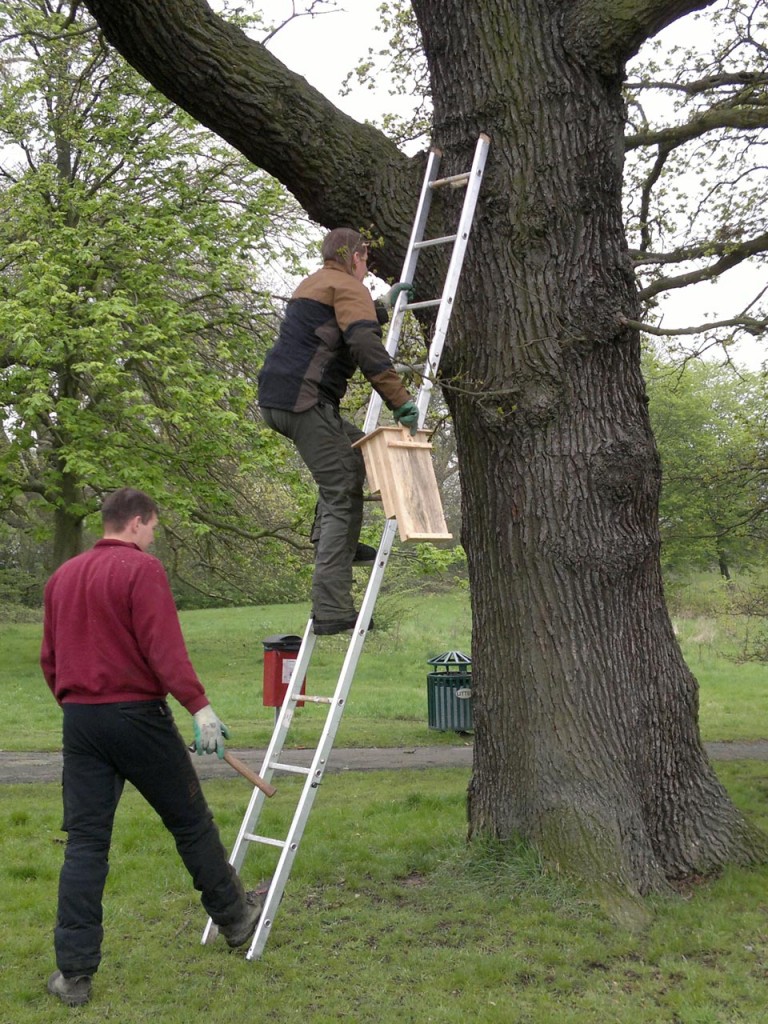 Putting up bat boxes in Shrewsbury Park