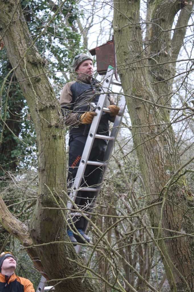 Putting up bird boxes in Shrewsbury Park