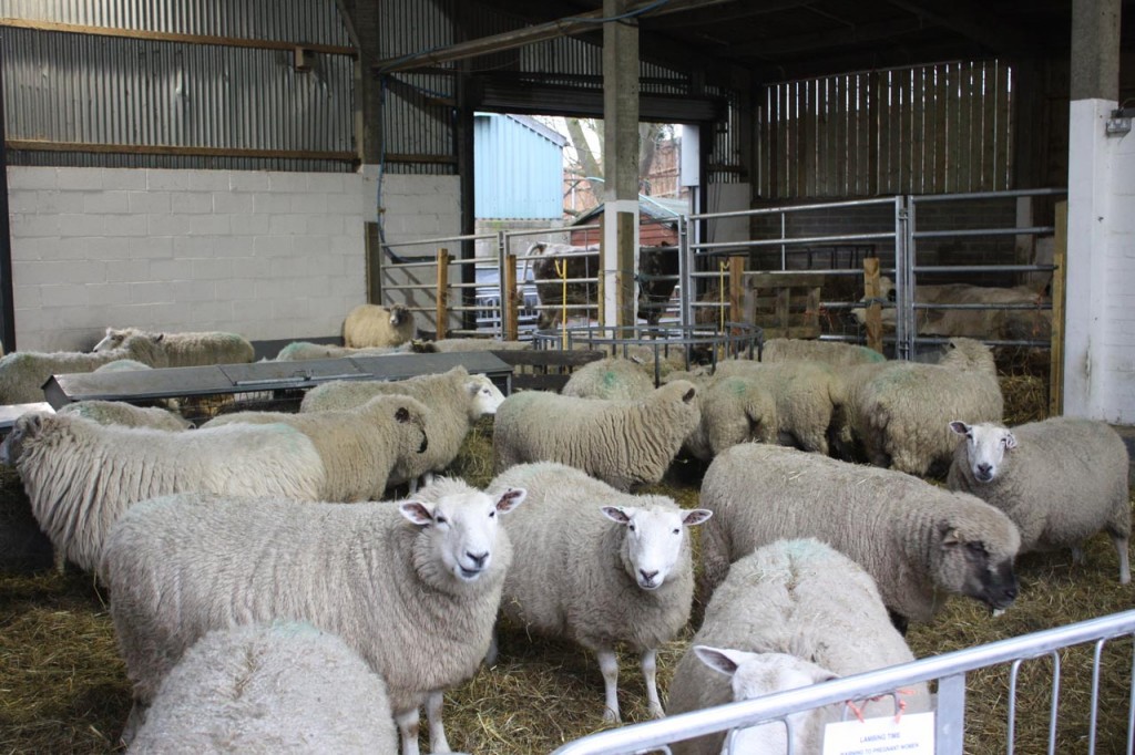 Pregnant Ewes in the barn at Woodlands Farm