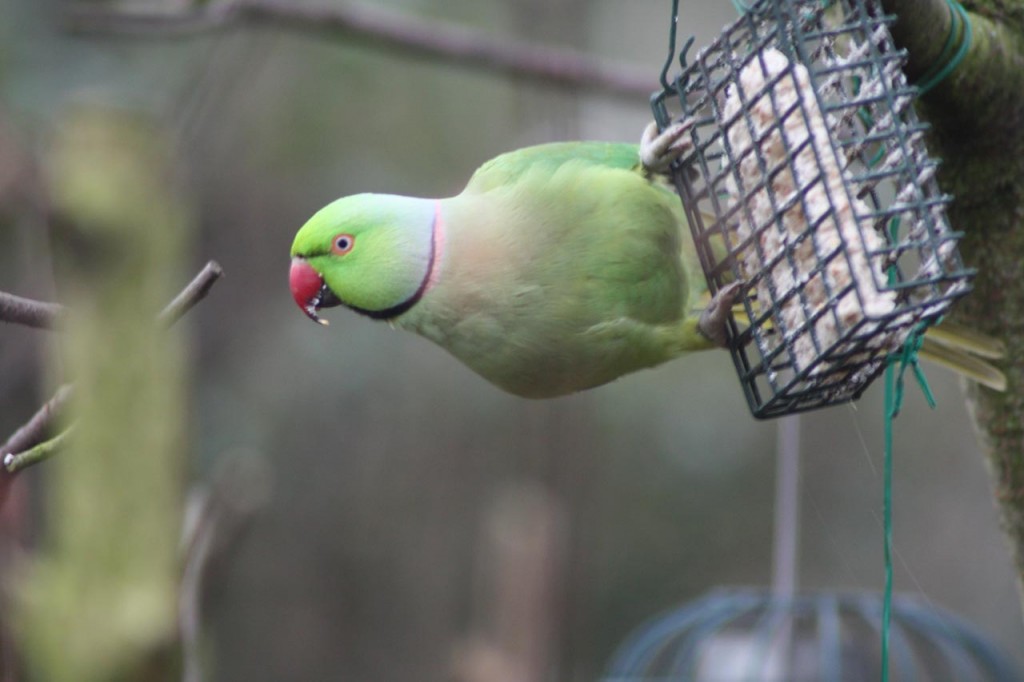 Ring-necked Parakeet feeding at Woodlands Farm