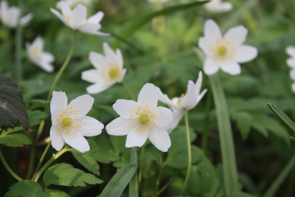 Wood Anenomes in Oxleas Wood