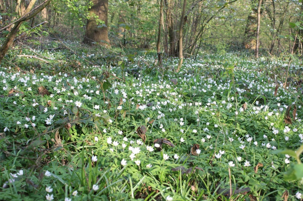 Wood Anemones in Oxleas Wood