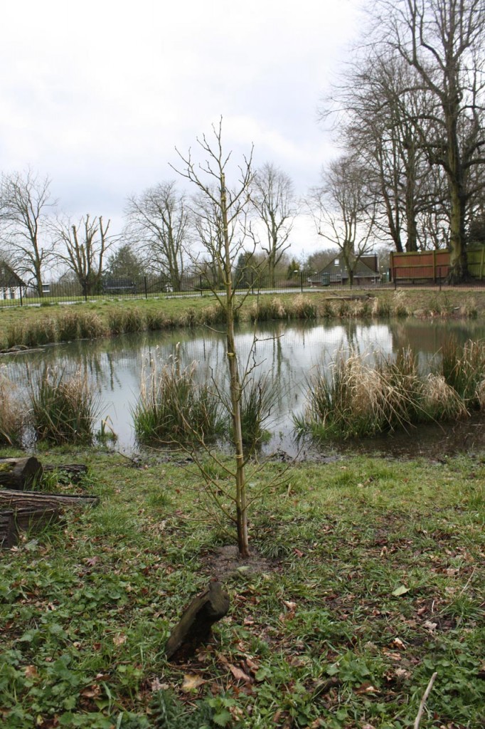 A new tree at Eaglesfield Pond