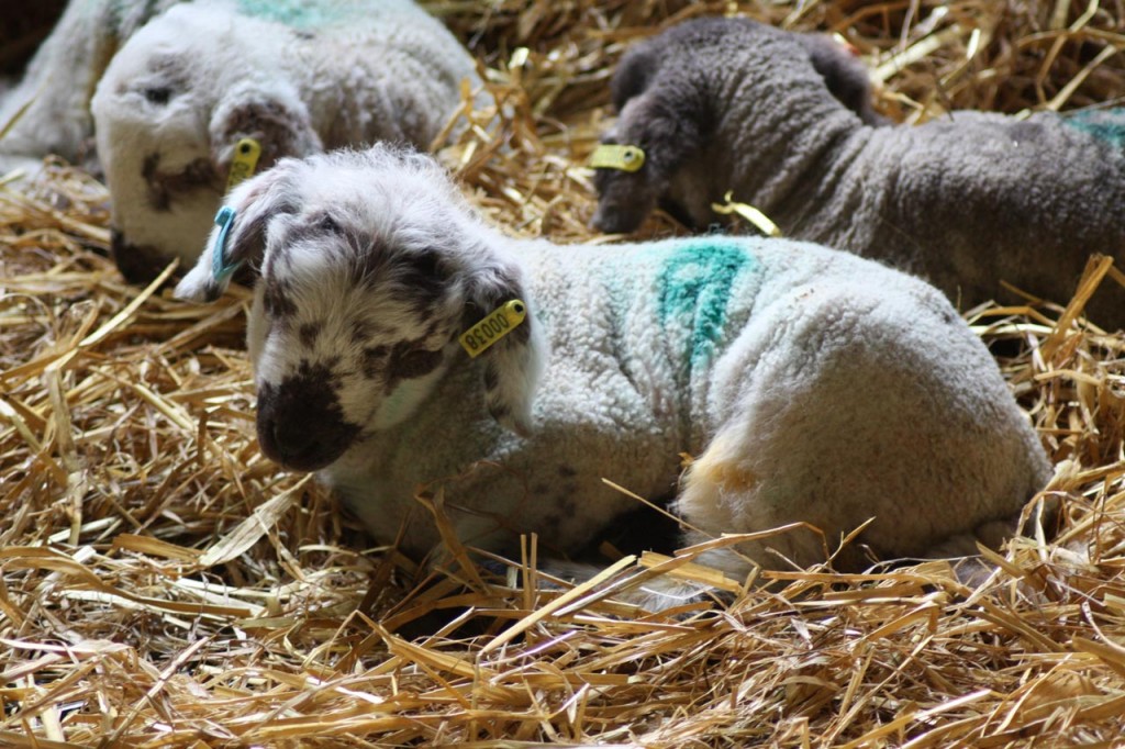 Lamb at Woodlands farm