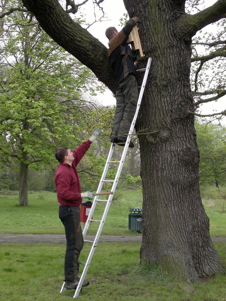 Putting up bat boxes in Shrewsbury Park