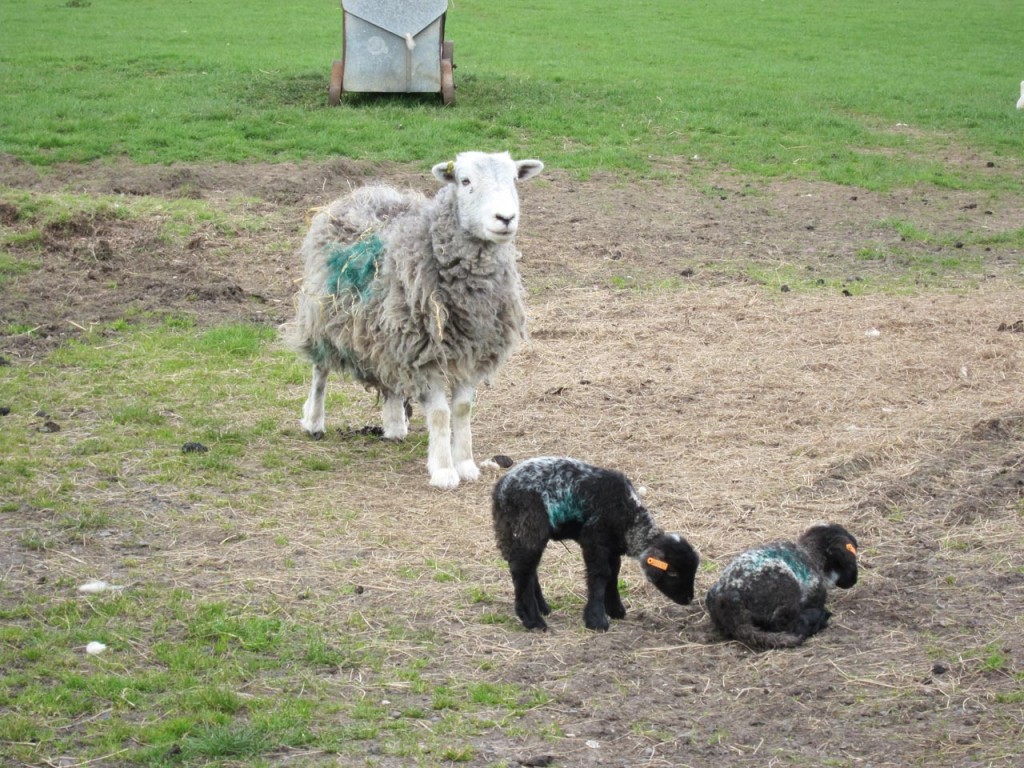 Hetty and her lambs, the last lambs of Woodlands Farm 2013 lambing season