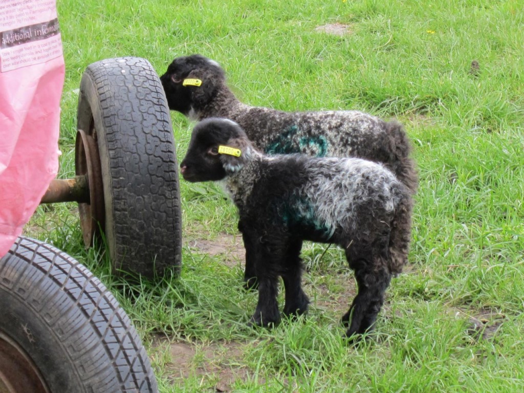 Hetty's last lambs