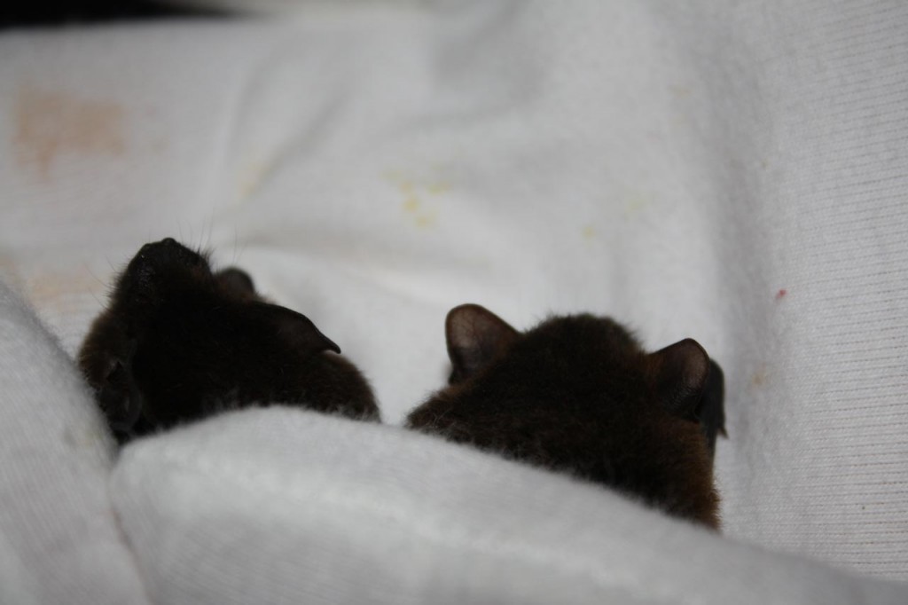 Pair of Pipistrelles under a thumb