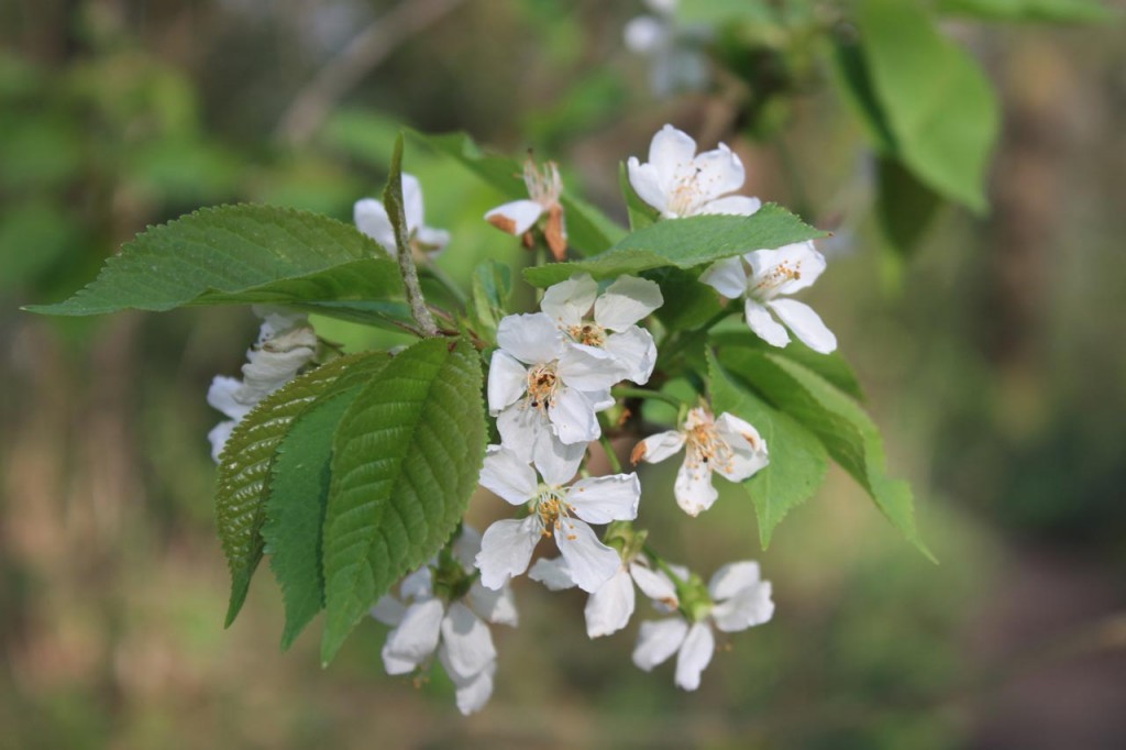 Blossom in Oxleas Woods