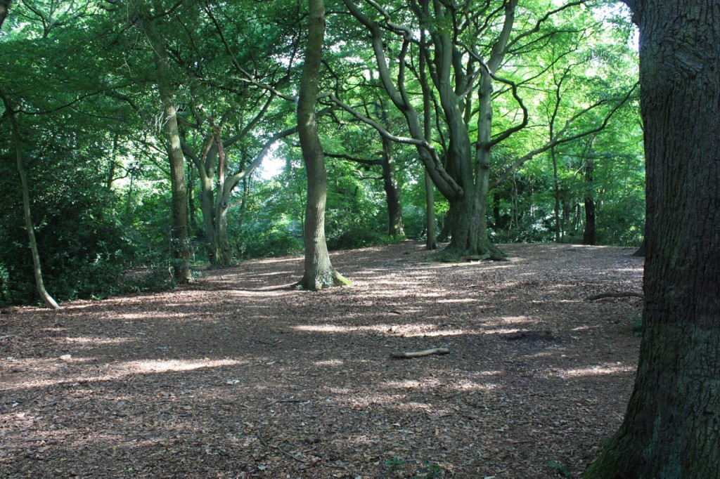 The woods on Eltham Common